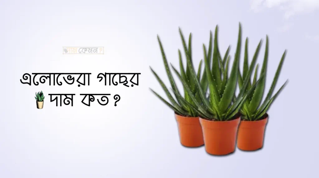 এলোভেরা গাছের দাম কত