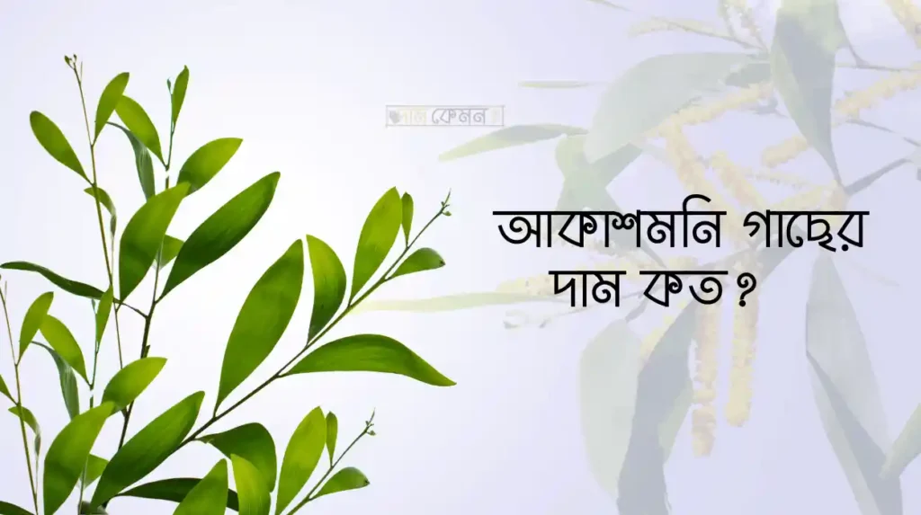 আকাশমনি গাছের দাম