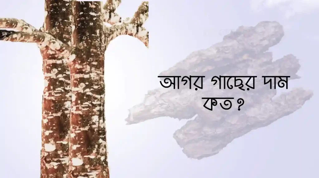 আগর গাছের দাম কত