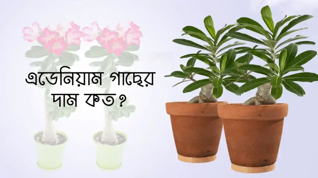 এডেনিয়াম গাছের দাম