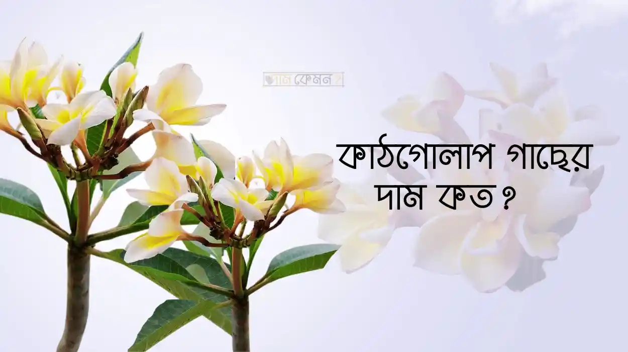 কাঠগোলাপ গাছের দাম