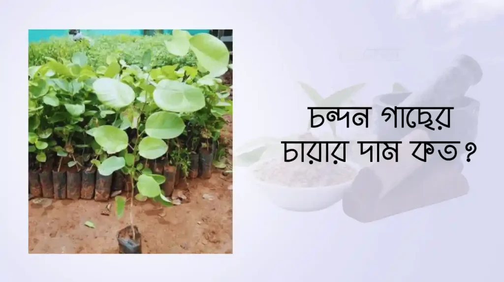 চন্দন গাছের চারার দাম