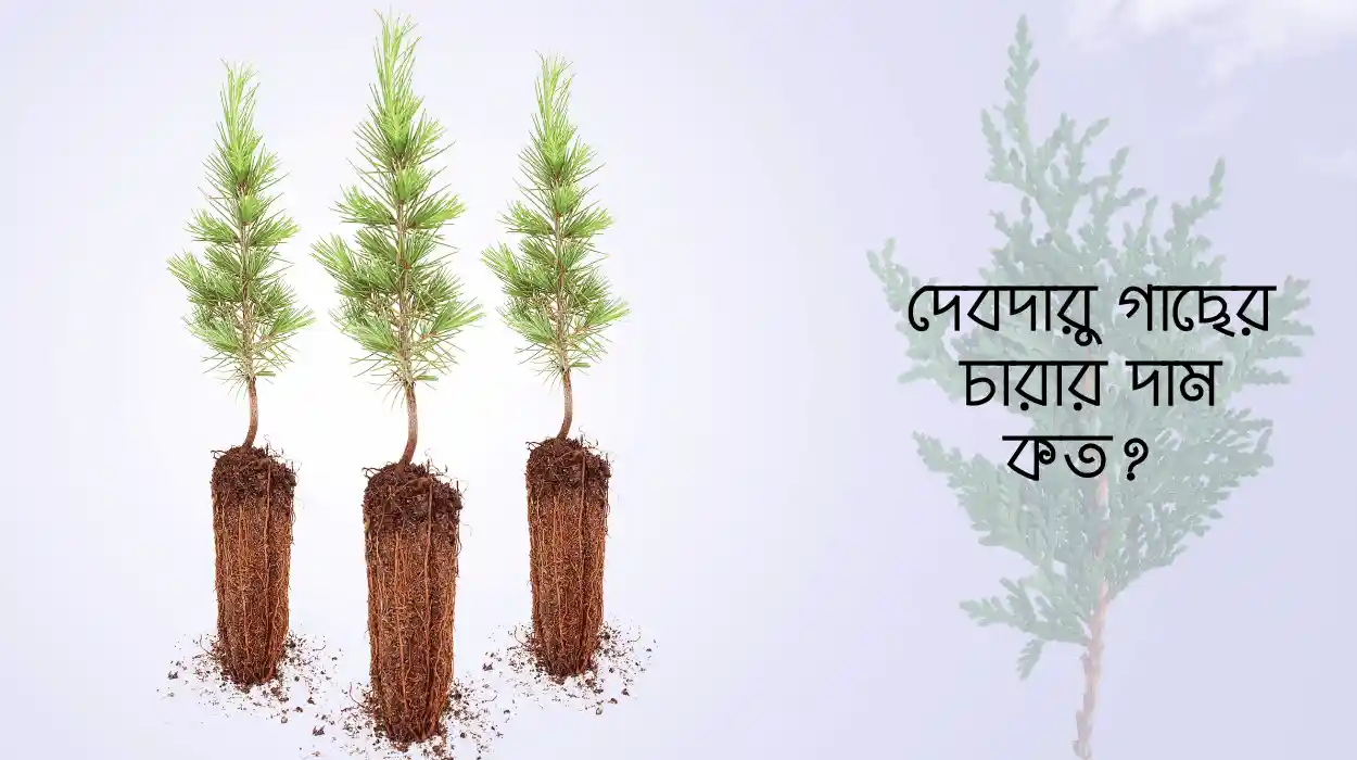 দেবদারু গাছের চারার দাম