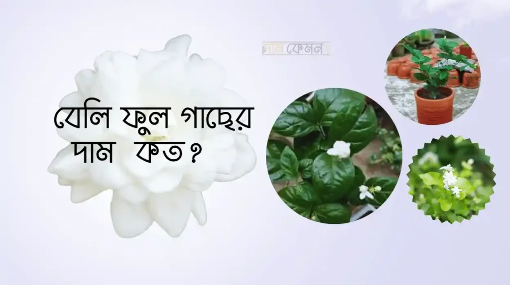 বেলি ফুল গাছের দাম