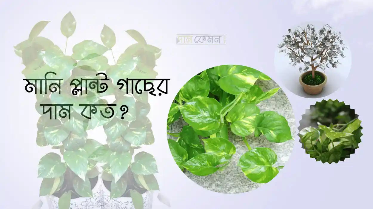 মানি প্লান্ট গাছের দাম