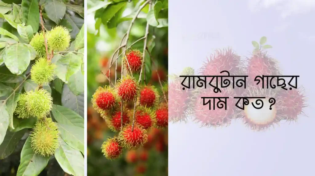 রামবুটান গাছের দাম