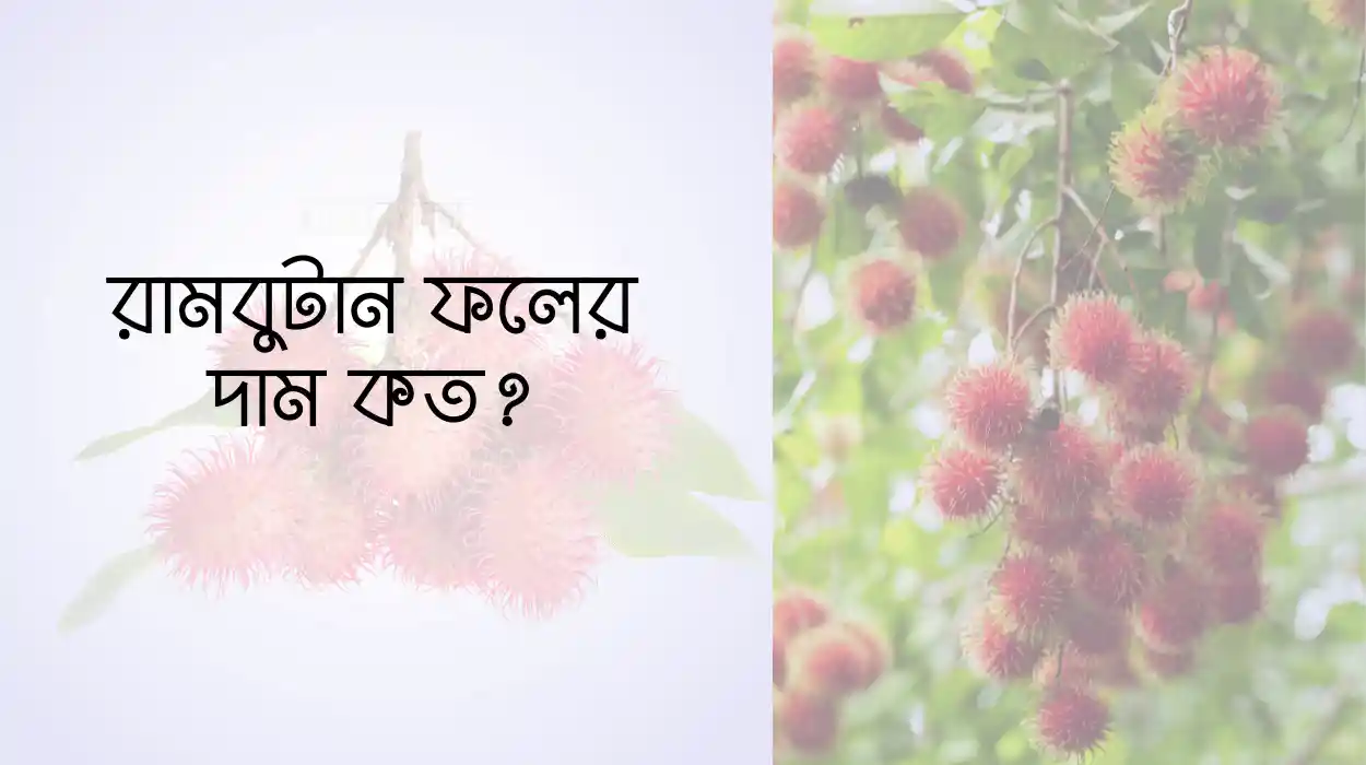 রামবুটান ফলের দাম