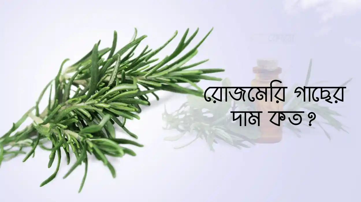 রোজমেরি গাছের দাম