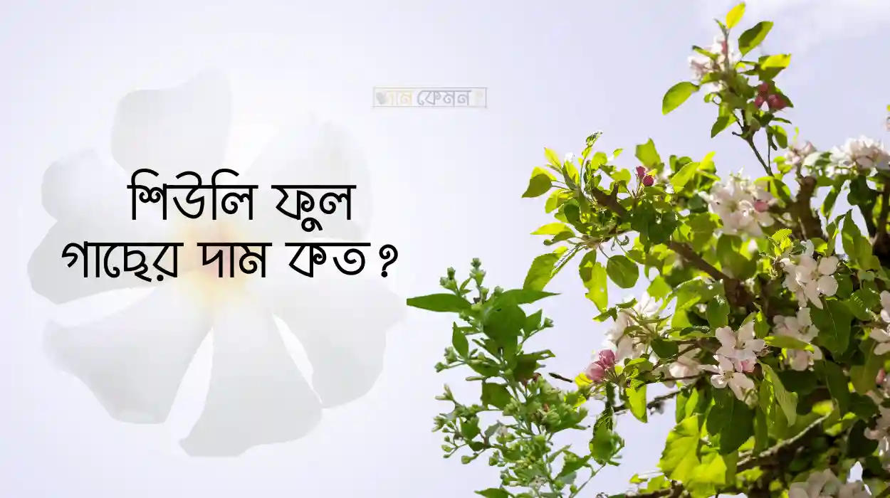 শিউলি ফুল গাছের দাম