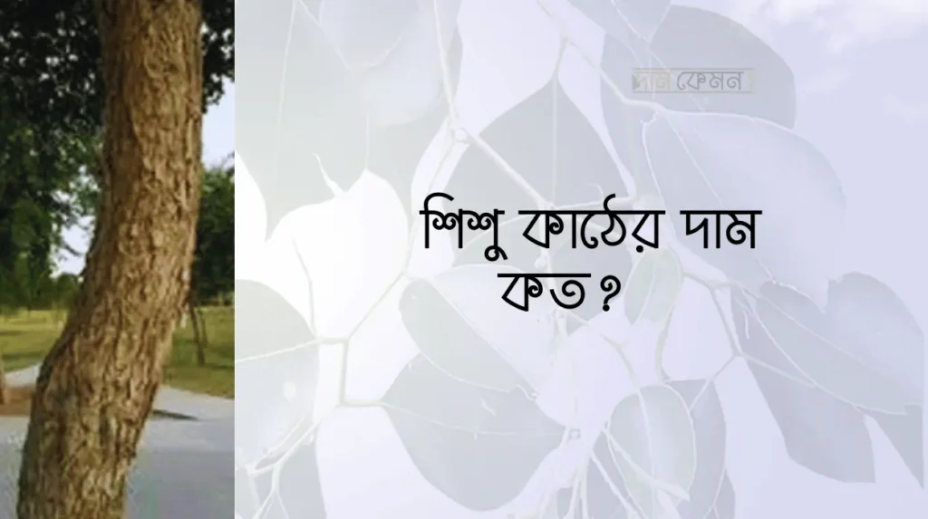 শিশু কাঠের দাম