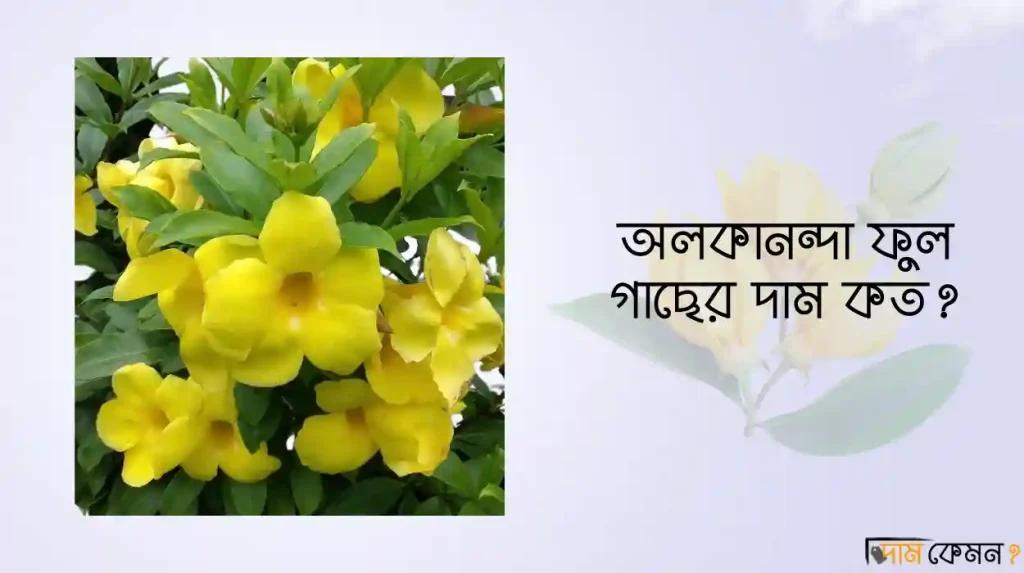 অলকানন্দা ফুল গাছের দাম