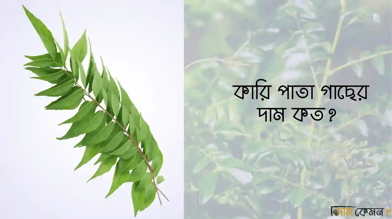 কারি পাতা গাছের দাম