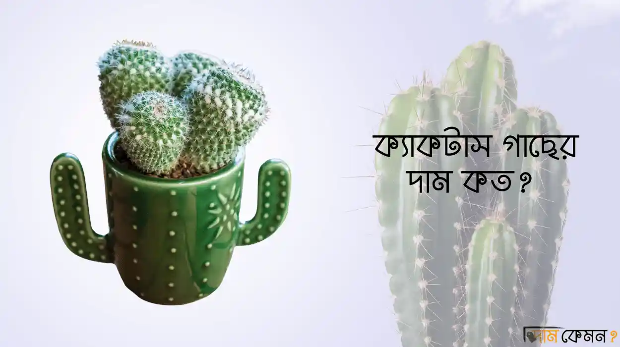 ক্যাকটাস গাছের দাম