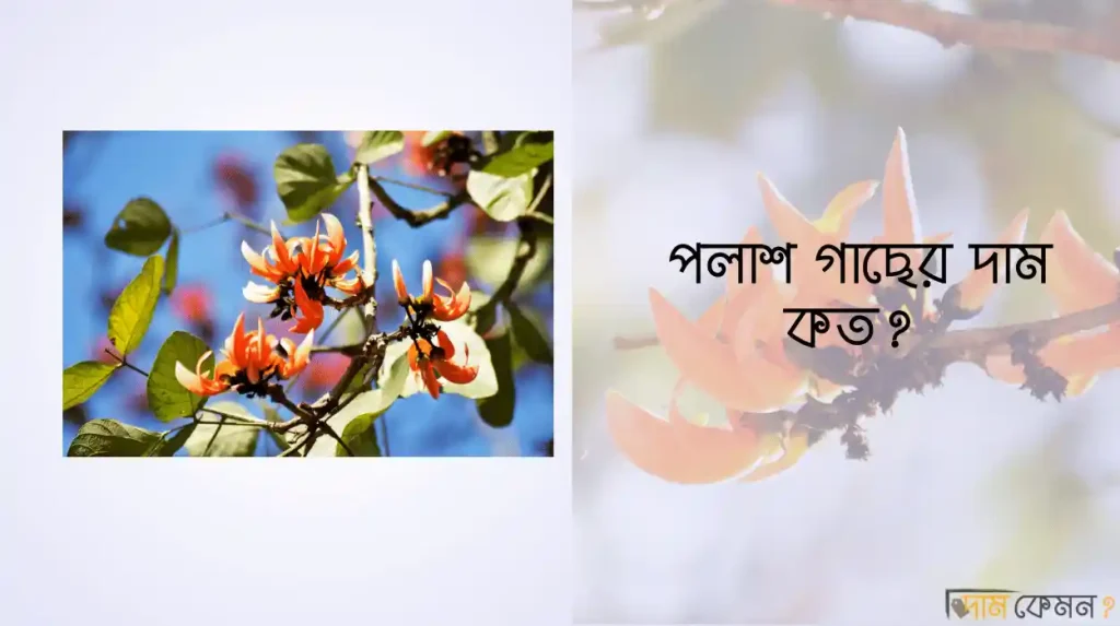 পলাশ গাছের দাম