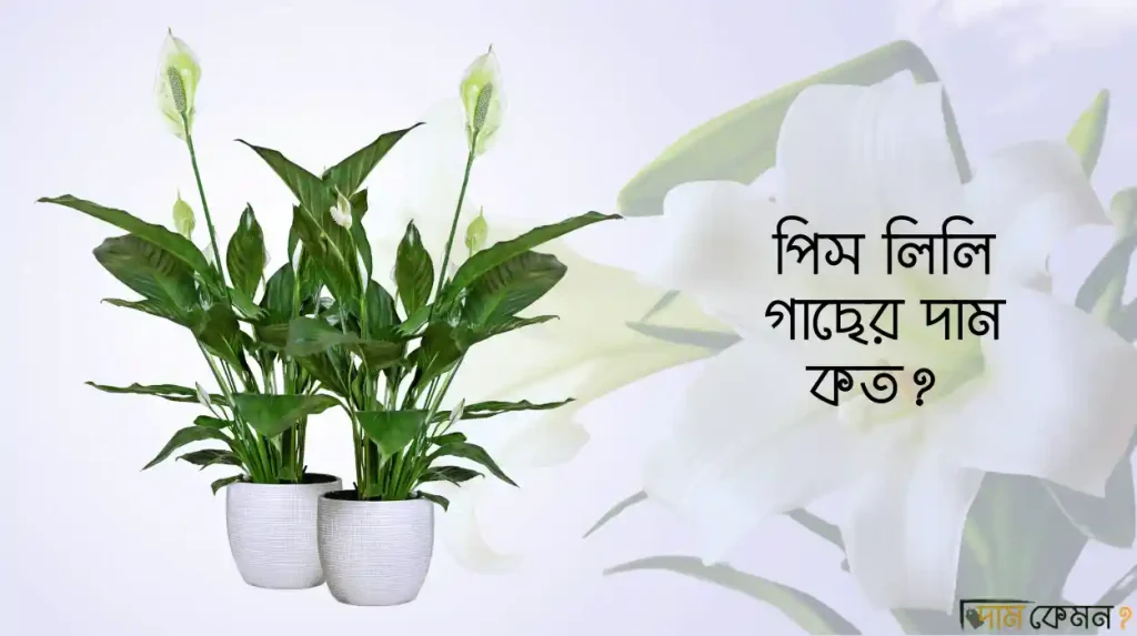 পিস লিলি গাছের দাম