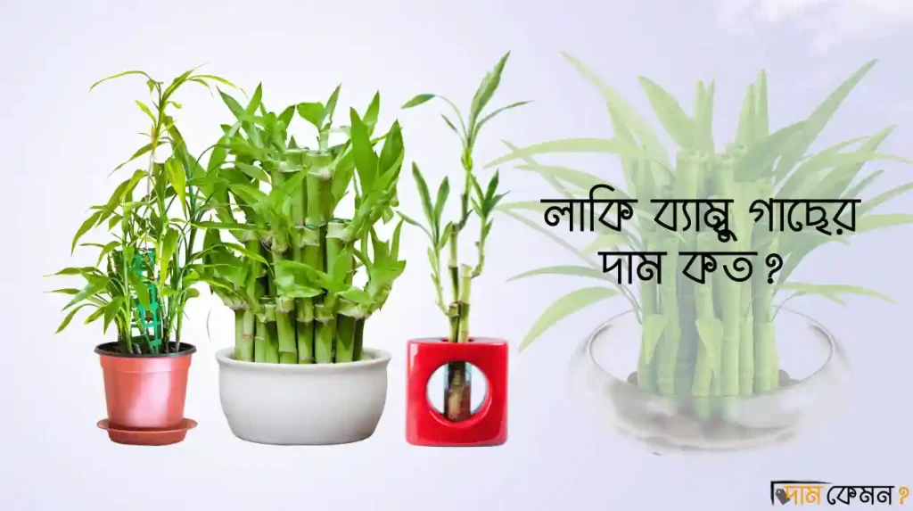 লাকি ব্যাম্বু গাছের দাম