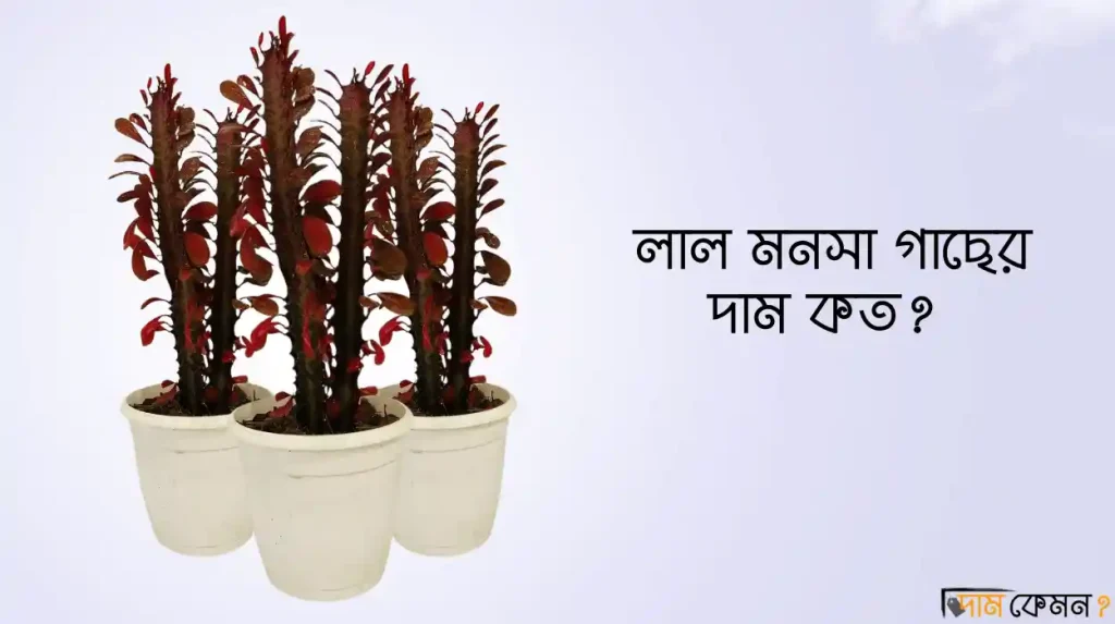 লাল মনসা গাছের দাম কত