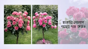 হাজারি গোলাপ গাছের দাম