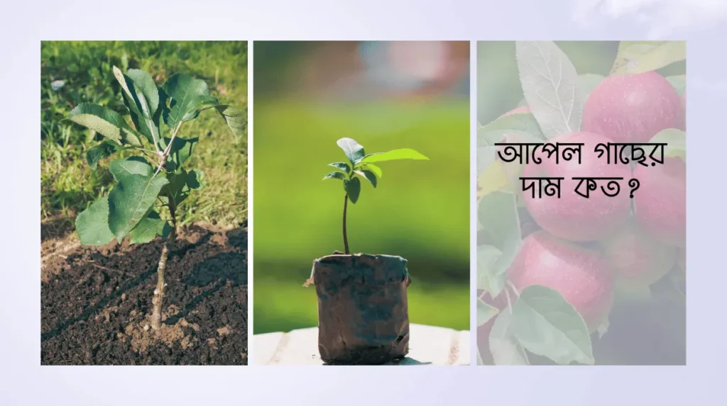 আপেল গাছের দাম