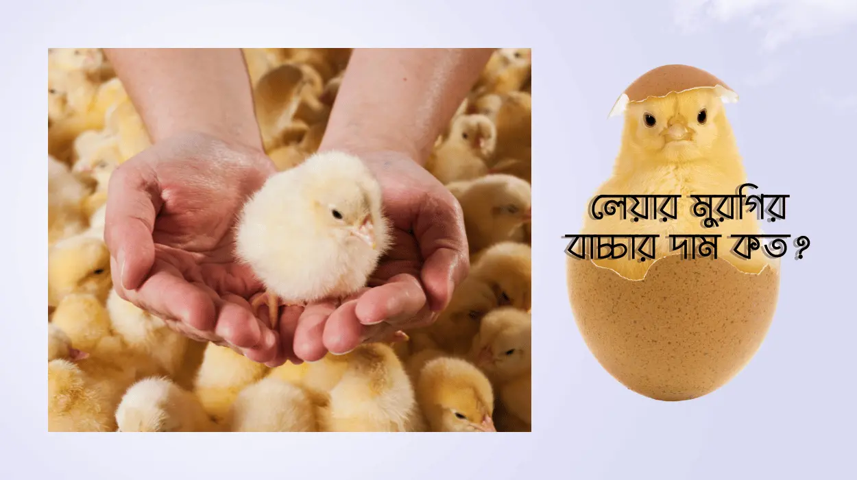 লেয়ার মুরগির বাচ্চা