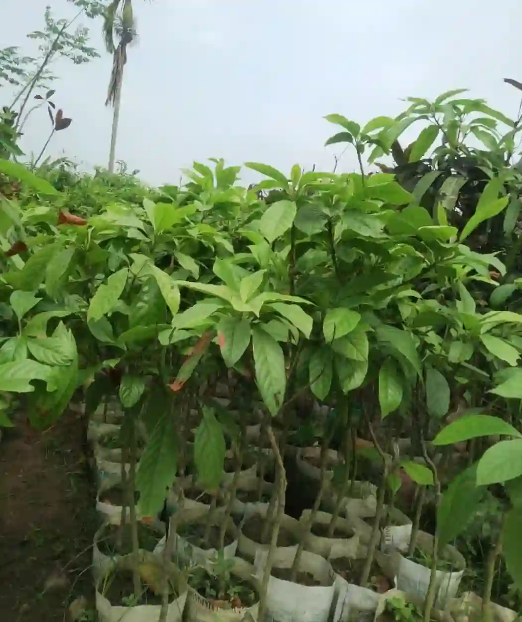 লটকন গাছের চারা